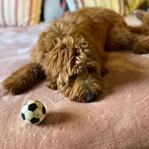 Meet your Posher, Joseph